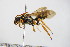  ( - BC ZSM HYM 14716)  @12 [ ] CreativeCommons - Attribution Non-Commercial Share-Alike (2015) Unspecified SNSB, Zoologische Staatssammlung Muenchen