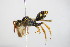  ( - BC ZSM HYM 14717)  @12 [ ] CreativeCommons - Attribution Non-Commercial Share-Alike (2015) Unspecified SNSB, Zoologische Staatssammlung Muenchen