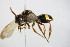  ( - BC ZSM HYM 14719)  @12 [ ] CreativeCommons - Attribution Non-Commercial Share-Alike (2015) Unspecified SNSB, Zoologische Staatssammlung Muenchen
