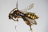  (Nomada signata - BC ZSM HYM 14730)  @14 [ ] CreativeCommons - Attribution Non-Commercial Share-Alike (2015) Unspecified SNSB, Zoologische Staatssammlung Muenchen
