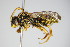  (Nomada fucata - BC ZSM HYM 14733)  @15 [ ] CreativeCommons - Attribution Non-Commercial Share-Alike (2015) Unspecified SNSB, Zoologische Staatssammlung Muenchen