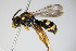  ( - BC ZSM HYM 14742)  @13 [ ] CreativeCommons - Attribution Non-Commercial Share-Alike (2015) Unspecified SNSB, Zoologische Staatssammlung Muenchen