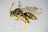  ( - BC ZSM HYM 14744)  @13 [ ] CreativeCommons - Attribution Non-Commercial Share-Alike (2015) Unspecified SNSB, Zoologische Staatssammlung Muenchen
