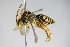  ( - BC ZSM HYM 14745)  @12 [ ] CreativeCommons - Attribution Non-Commercial Share-Alike (2015) Unspecified SNSB, Zoologische Staatssammlung Muenchen