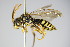  ( - BC ZSM HYM 14746)  @12 [ ] CreativeCommons - Attribution Non-Commercial Share-Alike (2015) Unspecified SNSB, Zoologische Staatssammlung Muenchen