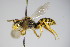  ( - BC ZSM HYM 14748)  @12 [ ] CreativeCommons - Attribution Non-Commercial Share-Alike (2015) Unspecified SNSB, Zoologische Staatssammlung Muenchen