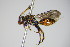  ( - BC ZSM HYM 14754)  @13 [ ] CreativeCommons - Attribution Non-Commercial Share-Alike (2015) Unspecified SNSB, Zoologische Staatssammlung Muenchen