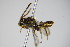  ( - BC ZSM HYM 14755)  @14 [ ] CreativeCommons - Attribution Non-Commercial Share-Alike (2015) Unspecified SNSB, Zoologische Staatssammlung Muenchen