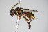 ( - BC ZSM HYM 14756)  @14 [ ] CreativeCommons - Attribution Non-Commercial Share-Alike (2015) Unspecified SNSB, Zoologische Staatssammlung Muenchen