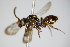  ( - BC ZSM HYM 14757)  @13 [ ] CreativeCommons - Attribution Non-Commercial Share-Alike (2015) Unspecified SNSB, Zoologische Staatssammlung Muenchen