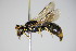  ( - BC ZSM HYM 14760)  @14 [ ] CreativeCommons - Attribution Non-Commercial Share-Alike (2015) Unspecified SNSB, Zoologische Staatssammlung Muenchen
