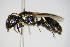  ( - BC ZSM HYM 14762)  @14 [ ] CreativeCommons - Attribution Non-Commercial Share-Alike (2015) Unspecified SNSB, Zoologische Staatssammlung Muenchen