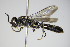  ( - BC ZSM HYM 14763)  @13 [ ] CreativeCommons - Attribution Non-Commercial Share-Alike (2015) Unspecified SNSB, Zoologische Staatssammlung Muenchen