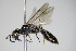  ( - BC ZSM HYM 14764)  @13 [ ] CreativeCommons - Attribution Non-Commercial Share-Alike (2015) Unspecified SNSB, Zoologische Staatssammlung Muenchen