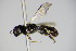  ( - BC ZSM HYM 14769)  @12 [ ] CreativeCommons - Attribution Non-Commercial Share-Alike (2015) Unspecified SNSB, Zoologische Staatssammlung Muenchen