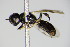  ( - BC ZSM HYM 14770)  @13 [ ] CreativeCommons - Attribution Non-Commercial Share-Alike (2015) Unspecified SNSB, Zoologische Staatssammlung Muenchen