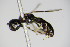  ( - BC ZSM HYM 14772)  @13 [ ] CreativeCommons - Attribution Non-Commercial Share-Alike (2015) Unspecified SNSB, Zoologische Staatssammlung Muenchen
