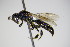  ( - BC ZSM HYM 14774)  @13 [ ] CreativeCommons - Attribution Non-Commercial Share-Alike (2015) Unspecified SNSB, Zoologische Staatssammlung Muenchen