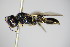  ( - BC ZSM HYM 14776)  @13 [ ] CreativeCommons - Attribution Non-Commercial Share-Alike (2015) Unspecified SNSB, Zoologische Staatssammlung Muenchen