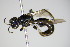  ( - BC ZSM HYM 14780)  @11 [ ] CreativeCommons - Attribution Non-Commercial Share-Alike (2015) Unspecified SNSB, Zoologische Staatssammlung Muenchen