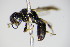  ( - BC ZSM HYM 14786)  @13 [ ] CreativeCommons - Attribution Non-Commercial Share-Alike (2015) Unspecified SNSB, Zoologische Staatssammlung Muenchen