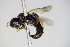  ( - BC ZSM HYM 14788)  @11 [ ] CreativeCommons - Attribution Non-Commercial Share-Alike (2015) Unspecified SNSB, Zoologische Staatssammlung Muenchen