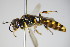  ( - BC ZSM HYM 14793)  @13 [ ] CreativeCommons - Attribution Non-Commercial Share-Alike (2015) Unspecified SNSB, Zoologische Staatssammlung Muenchen