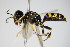  ( - BC ZSM HYM 14794)  @13 [ ] CreativeCommons - Attribution Non-Commercial Share-Alike (2015) Unspecified SNSB, Zoologische Staatssammlung Muenchen