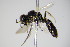  ( - BC ZSM HYM 14795)  @13 [ ] CreativeCommons - Attribution Non-Commercial Share-Alike (2015) Unspecified SNSB, Zoologische Staatssammlung Muenchen