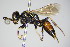  (Dinetus - BC ZSM HYM 14802)  @14 [ ] CreativeCommons - Attribution Non-Commercial Share-Alike (2015) Unspecified SNSB, Zoologische Staatssammlung Muenchen