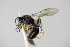  ( - BC ZSM HYM 14806)  @13 [ ] CreativeCommons - Attribution Non-Commercial Share-Alike (2015) Unspecified SNSB, Zoologische Staatssammlung Muenchen