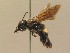  ( - BC ZSM HYM 14843)  @14 [ ] CreativeCommons - Attribution Non-Commercial Share-Alike (2015) Unspecified SNSB, Zoologische Staatssammlung Muenchen