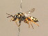  ( - BC ZSM HYM 14861)  @13 [ ] CreativeCommons - Attribution Non-Commercial Share-Alike (2015) Unspecified SNSB, Zoologische Staatssammlung Muenchen