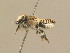  ( - BC ZSM HYM 14906)  @14 [ ] CreativeCommons - Attribution Non-Commercial Share-Alike (2015) Unspecified SNSB, Zoologische Staatssammlung Muenchen