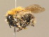  (Bombus pascuorum - BC ZSM HYM 14942)  @14 [ ] CreativeCommons - Attribution Non-Commercial Share-Alike (2015) Unspecified SNSB, Zoologische Staatssammlung Muenchen