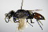  ( - BC ZSM HYM 15202)  @13 [ ] CreativeCommons - Attribution Non-Commercial Share-Alike (2015) Unspecified SNSB, Zoologische Staatssammlung Muenchen