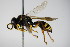  ( - BC ZSM HYM 15204)  @12 [ ] CreativeCommons - Attribution Non-Commercial Share-Alike (2015) Unspecified SNSB, Zoologische Staatssammlung Muenchen
