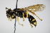  ( - BC ZSM HYM 15205)  @13 [ ] CreativeCommons - Attribution Non-Commercial Share-Alike (2015) Unspecified SNSB, Zoologische Staatssammlung Muenchen