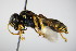  ( - BC ZSM HYM 15207)  @13 [ ] CreativeCommons - Attribution Non-Commercial Share-Alike (2015) Unspecified SNSB, Zoologische Staatssammlung Muenchen