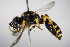 ( - BC ZSM HYM 15215)  @13 [ ] CreativeCommons - Attribution Non-Commercial Share-Alike (2015) Unspecified SNSB, Zoologische Staatssammlung Muenchen
