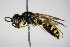  ( - BC ZSM HYM 15216)  @13 [ ] CreativeCommons - Attribution Non-Commercial Share-Alike (2015) Unspecified SNSB, Zoologische Staatssammlung Muenchen