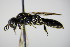  ( - BC ZSM HYM 15223)  @12 [ ] CreativeCommons - Attribution Non-Commercial Share-Alike (2015) Unspecified SNSB, Zoologische Staatssammlung Muenchen