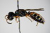  (Cerceris interrupta - BC ZSM HYM 15231)  @14 [ ] CreativeCommons - Attribution Non-Commercial Share-Alike (2015) Unspecified SNSB, Zoologische Staatssammlung Muenchen