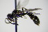  ( - BC ZSM HYM 15239)  @13 [ ] CreativeCommons - Attribution Non-Commercial Share-Alike (2015) Unspecified SNSB, Zoologische Staatssammlung Muenchen