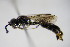  ( - BC ZSM HYM 15240)  @12 [ ] CreativeCommons - Attribution Non-Commercial Share-Alike (2015) Unspecified SNSB, Zoologische Staatssammlung Muenchen
