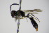  ( - BC ZSM HYM 15242)  @12 [ ] CreativeCommons - Attribution Non-Commercial Share-Alike (2015) Unspecified SNSB, Zoologische Staatssammlung Muenchen