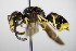  ( - BC ZSM HYM 15259)  @13 [ ] CreativeCommons - Attribution Non-Commercial Share-Alike (2015) Unspecified SNSB, Zoologische Staatssammlung Muenchen