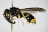  ( - BC ZSM HYM 15260)  @14 [ ] CreativeCommons - Attribution Non-Commercial Share-Alike (2015) Unspecified SNSB, Zoologische Staatssammlung Muenchen