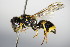  ( - BC ZSM HYM 15261)  @14 [ ] CreativeCommons - Attribution Non-Commercial Share-Alike (2015) Unspecified SNSB, Zoologische Staatssammlung Muenchen