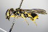  ( - BC ZSM HYM 15262)  @11 [ ] CreativeCommons - Attribution Non-Commercial Share-Alike (2015) Unspecified SNSB, Zoologische Staatssammlung Muenchen